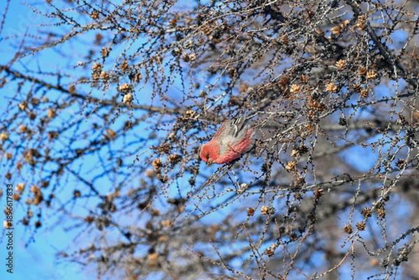 Obraz tree with red berries