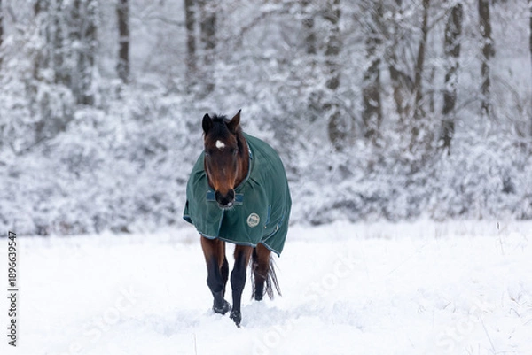 Obraz Pferde in Schneelandschaft