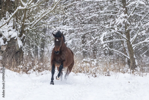Obraz Pferde in Schneelandschaft