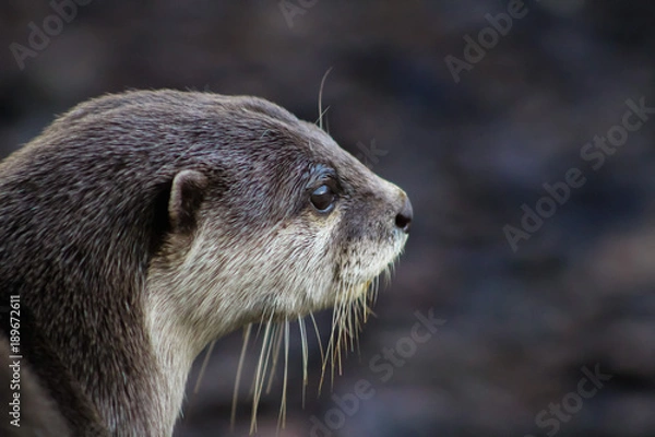 Fototapeta shrt clawed otter 7