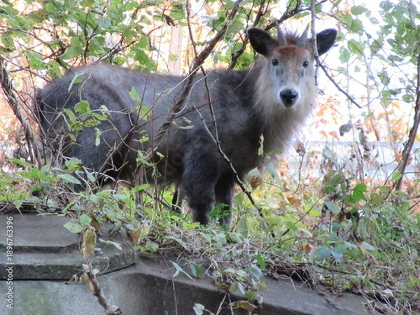Obraz 野生のニホンカモシカ