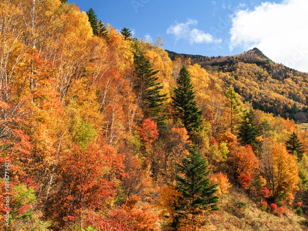 Obraz 山田牧場からの笠ヶ岳