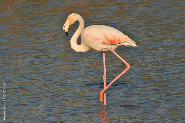 Obraz Flamingo walking around