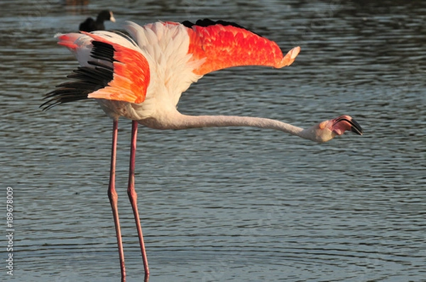 Obraz Flaming stretching its wings