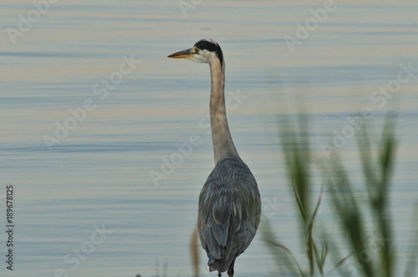 Obraz Heron waiting for its prey