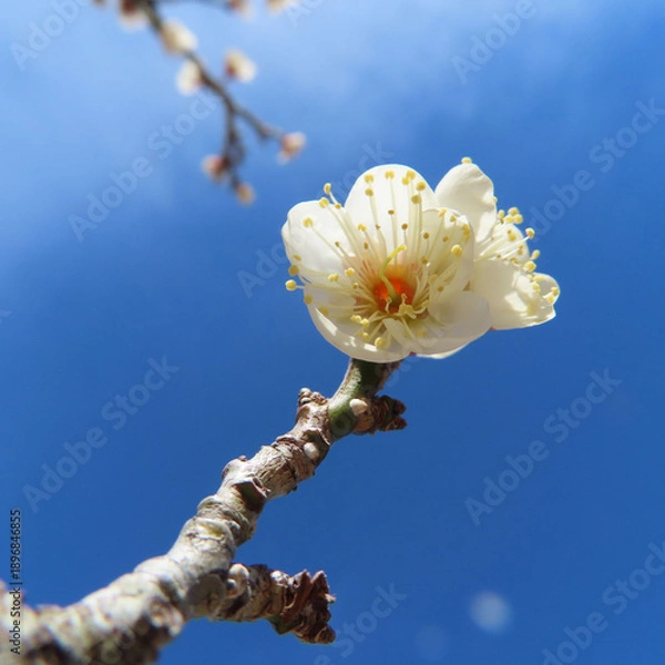 Obraz 日本で早春にウメが白い花を咲かせています