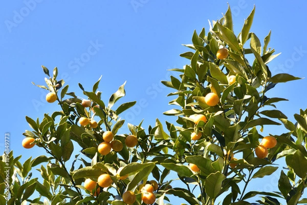 Obraz キンカンの実