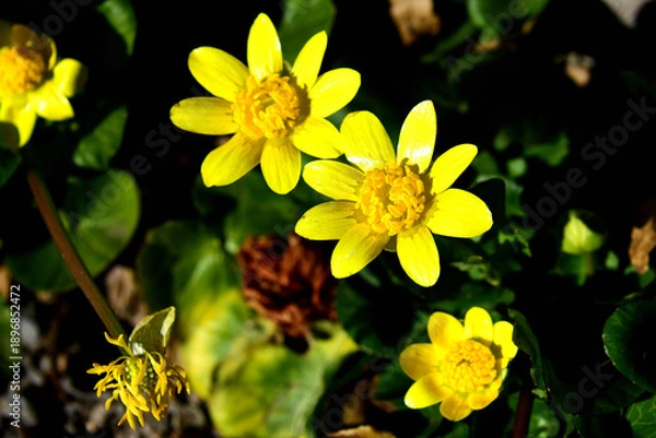 Obraz ヒメリュウキンカの花