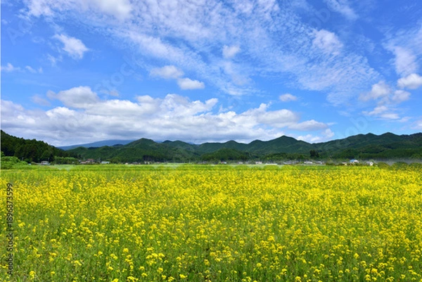 Obraz 青空と菜の花
