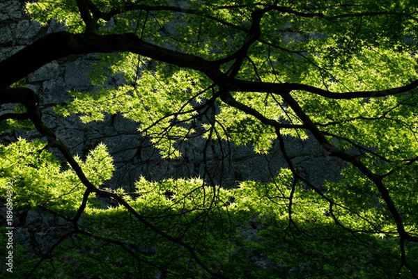 Obraz 緑の葉と光のコントラスト