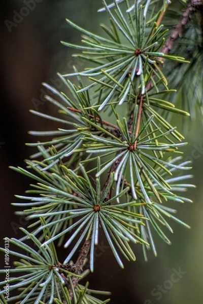 Fototapeta Pine branch