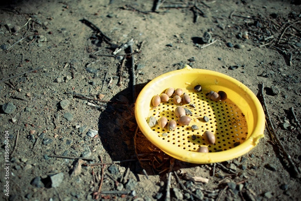 Obraz どんぐりの入ったプラスチックのざる