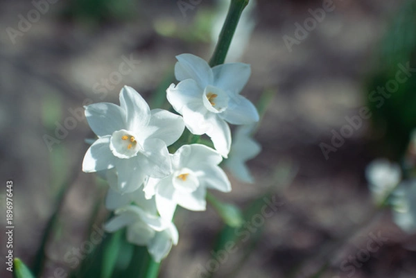 Obraz 白いスイセン