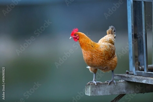 Obraz free range chickens