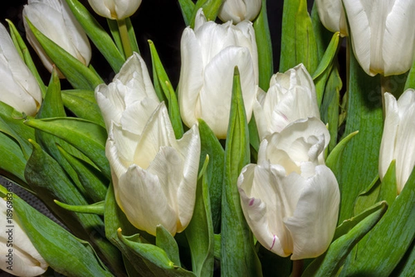 Obraz Weisse Tulpen