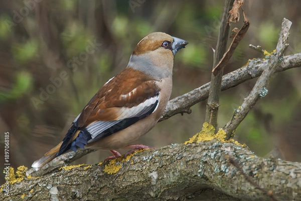 Obraz Kernbeisser im Baum