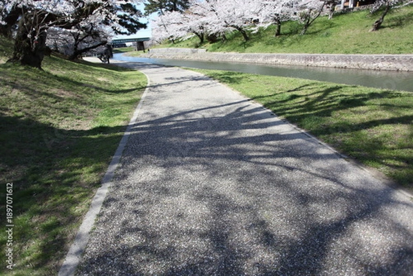 Obraz 河川敷の道に映る桜の影　