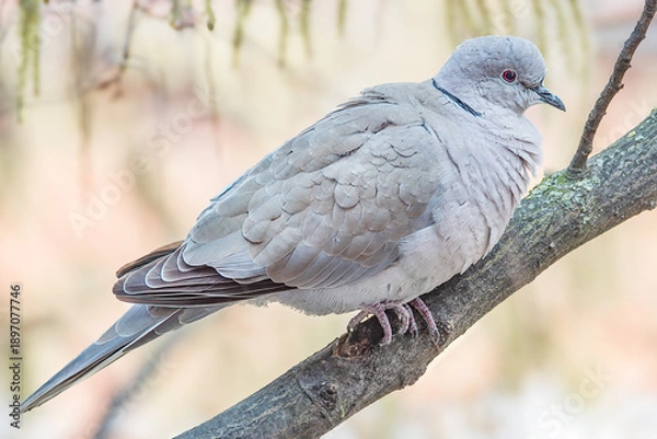 Obraz Türkentaube auf einem Ast