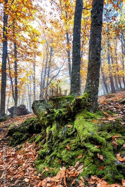 Obraz Raices con musgo