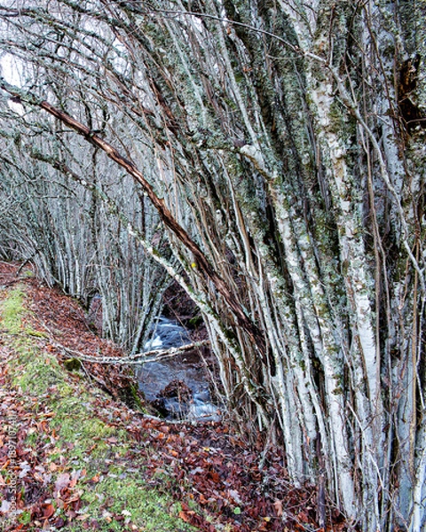 Obraz Carpe ((Carpinus betulus)
