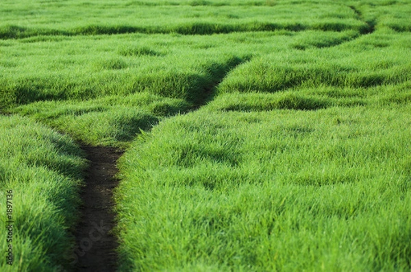 Fototapeta green path