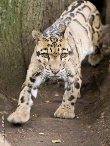 Fototapeta Startled Clouded Leopard