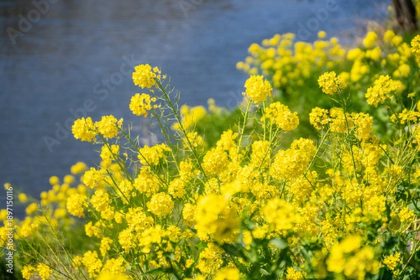 Fototapeta 菜の花畑