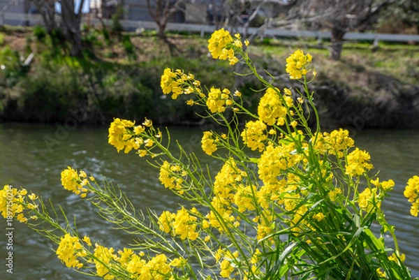 Fototapeta 菜の花畑