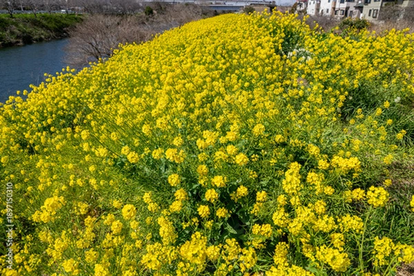 Fototapeta 菜の花畑