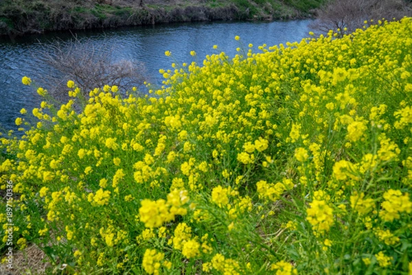 Fototapeta 菜の花畑
