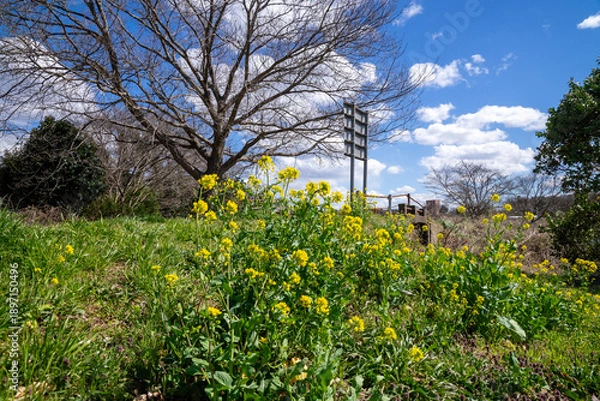 Fototapeta 川辺の風景