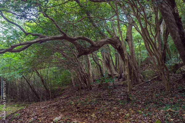 Obraz 島根出雲 立石神社 聖地の森