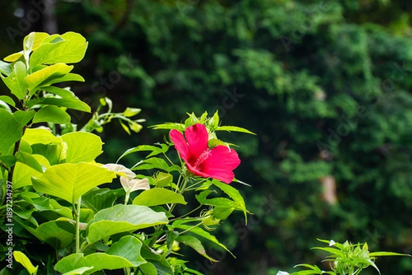 Obraz 夏の緑に赤の鮮やかなハイビスカスの花