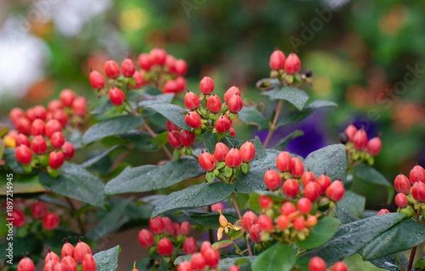 Obraz 夏の赤いヒペリカムの実