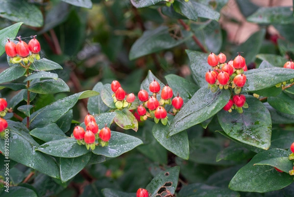 Obraz 夏の赤いヒペリカム