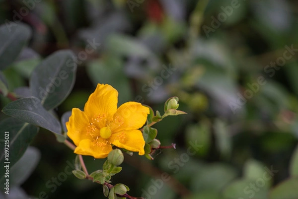 Obraz 夏の緑に映える、黄色のキンシバイ