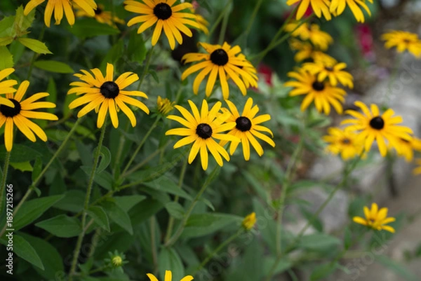 Obraz 公園の花壇で咲く、夏のルドベキア