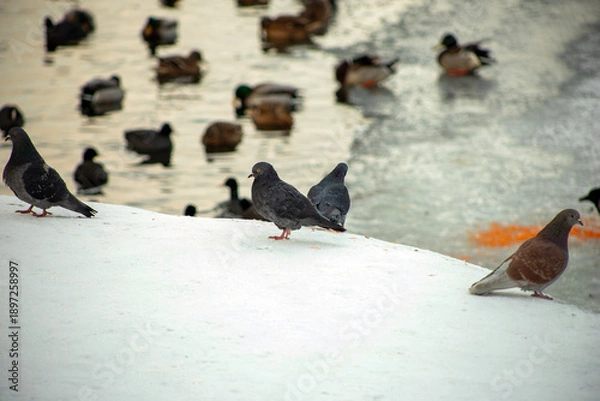 Obraz birds in snow