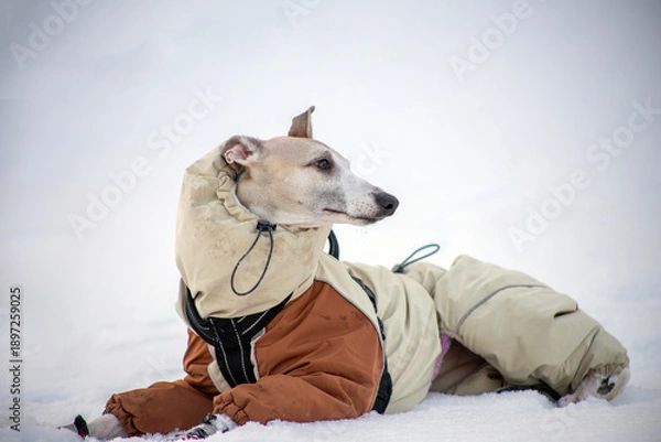 Obraz dog in winter clothes