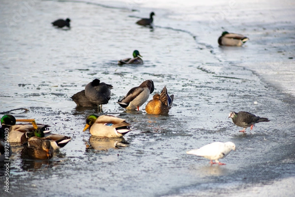 Obraz ducks in the snow