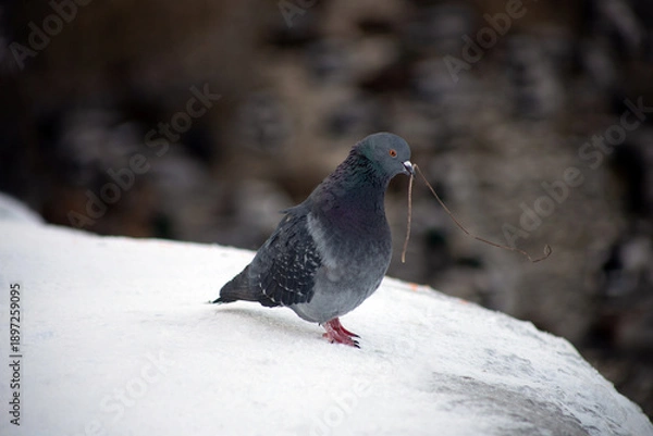 Obraz pigeon on the snow