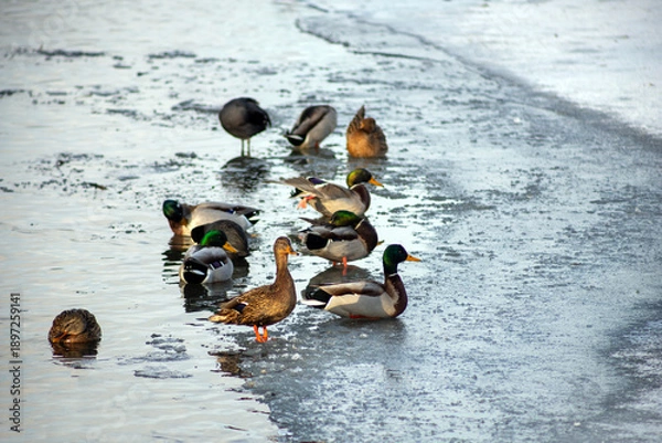 Obraz ducks in the water