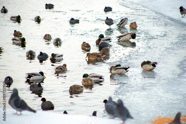 Obraz ducks in the snow
