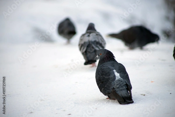 Obraz pigeon on the ground
