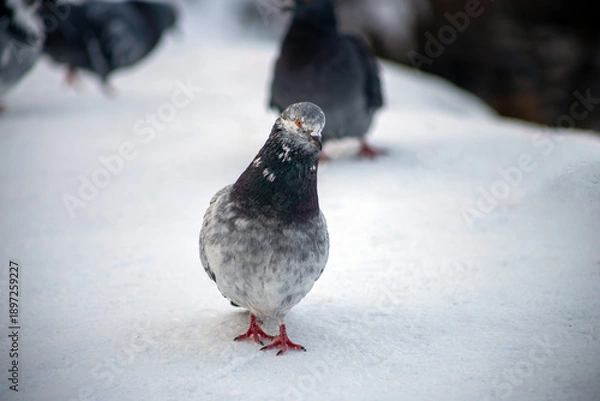 Obraz pigeon on the ground