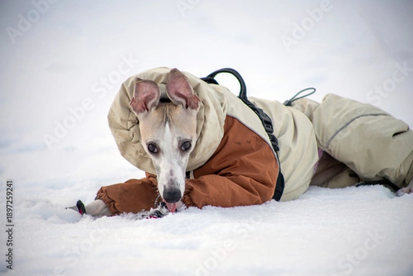 Obraz dog in winter