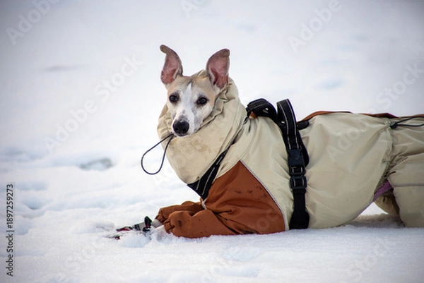 Obraz dog on the snow