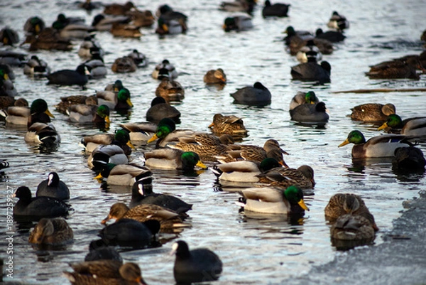 Obraz ducks on the water