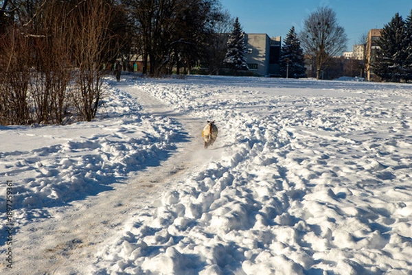 Obraz dog in winter