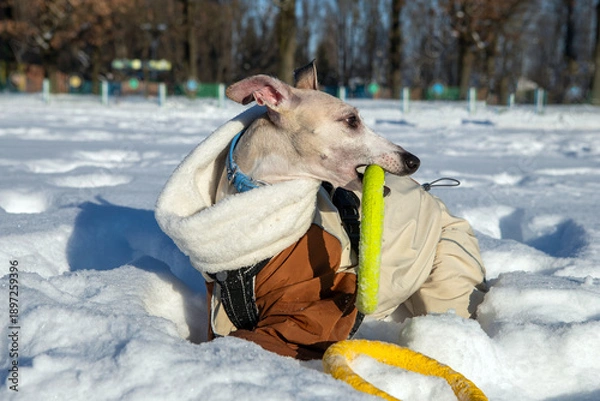 Obraz dog in winter park